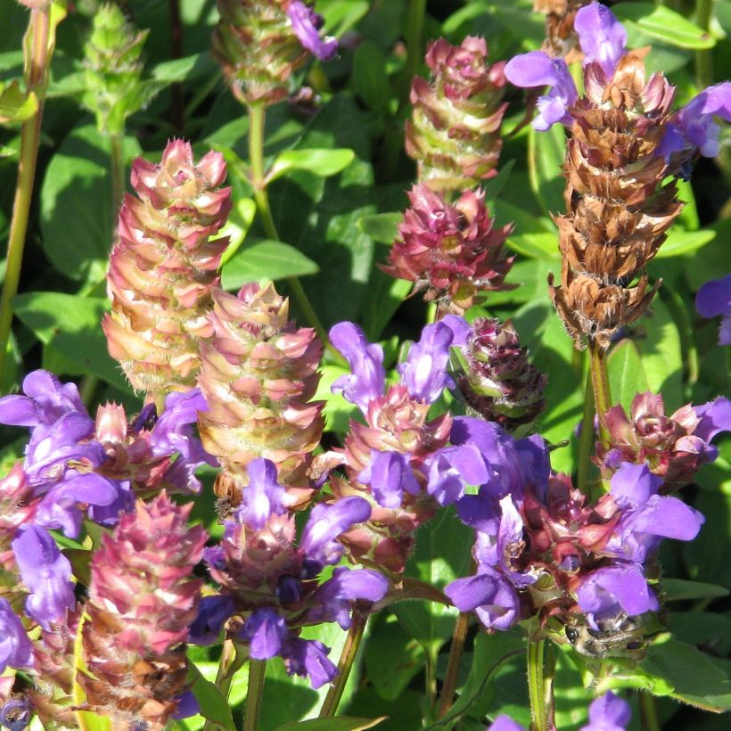 Prunella grandiflora Freelander Blue (Fioritura)