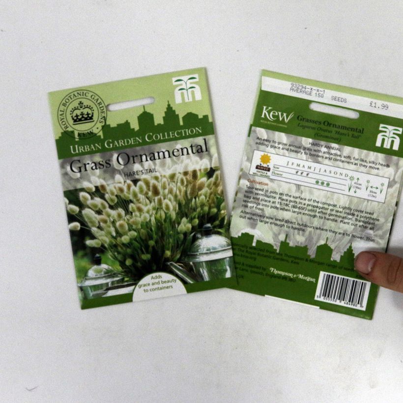 Esempio di esemplare Lagurus ovatus - Piumino sacchetto di semi 50 (0,2g) come consegnato
