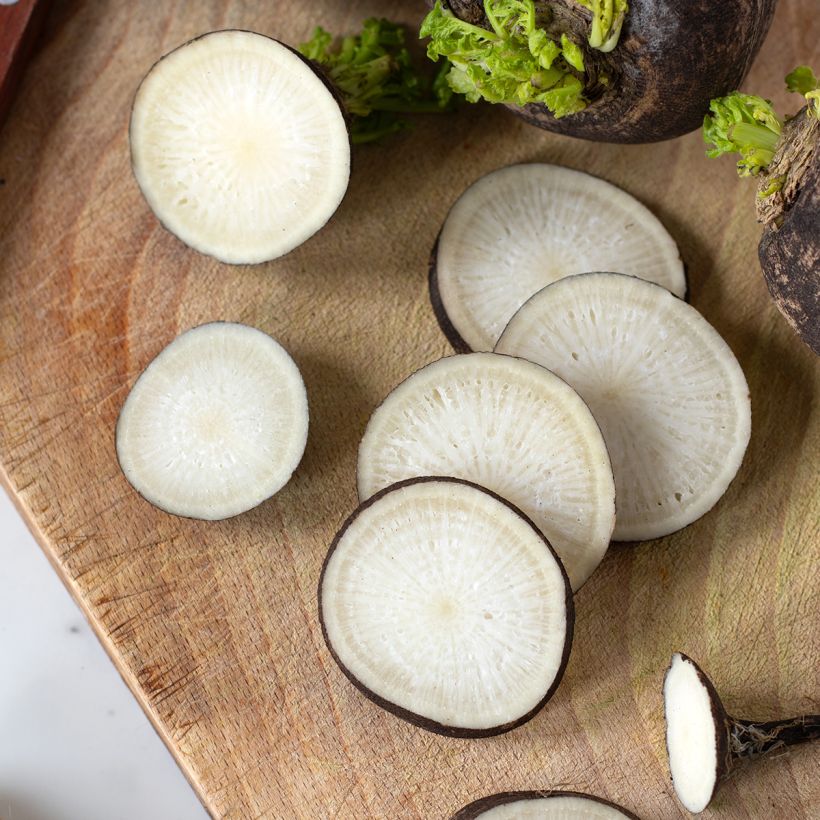 Ravanello Nero rapa tonda d'inverno BIO (Raccolta)