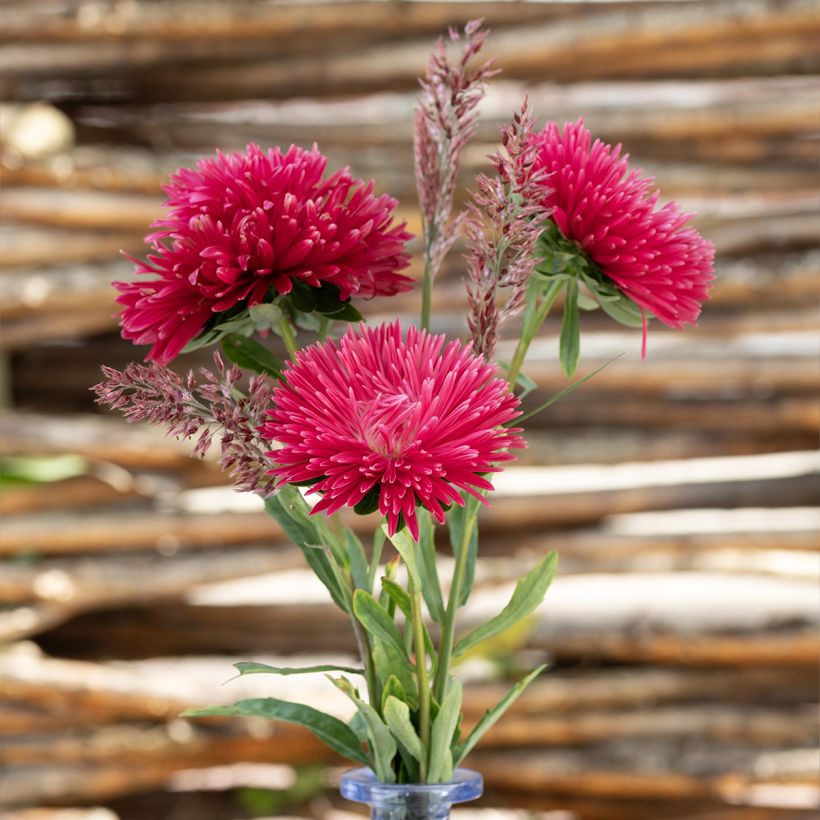 Astro della Cina King Size Red (semi) - Callistephus chinensis (Fioritura)
