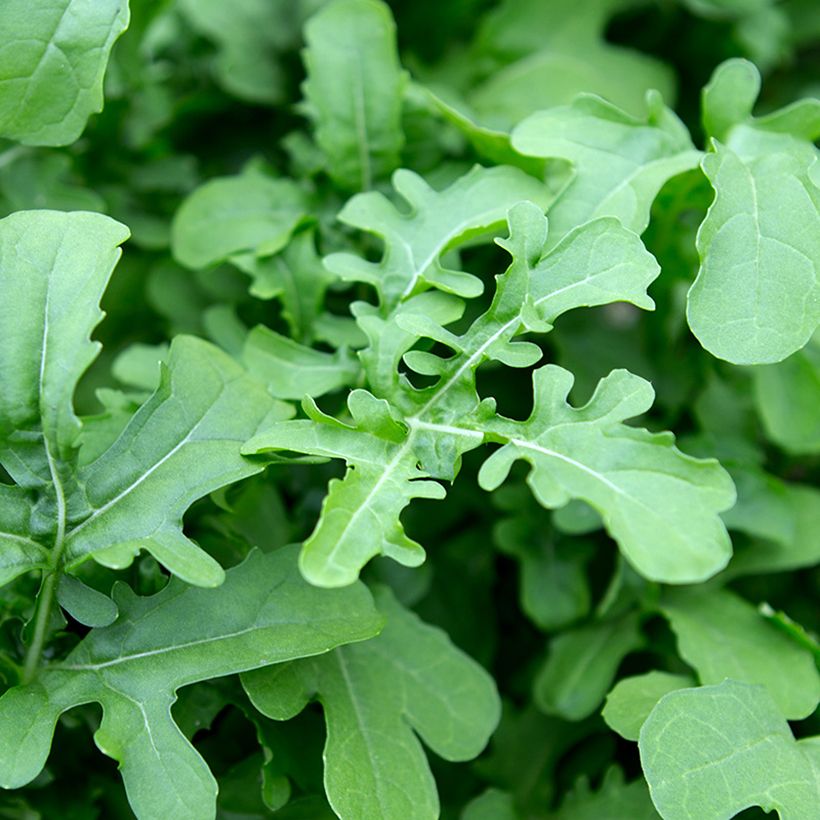 Rucola violacea Esmée BIO (Fogliame)