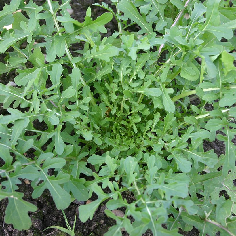 Rucola violacea Esmée BIO (Porto)