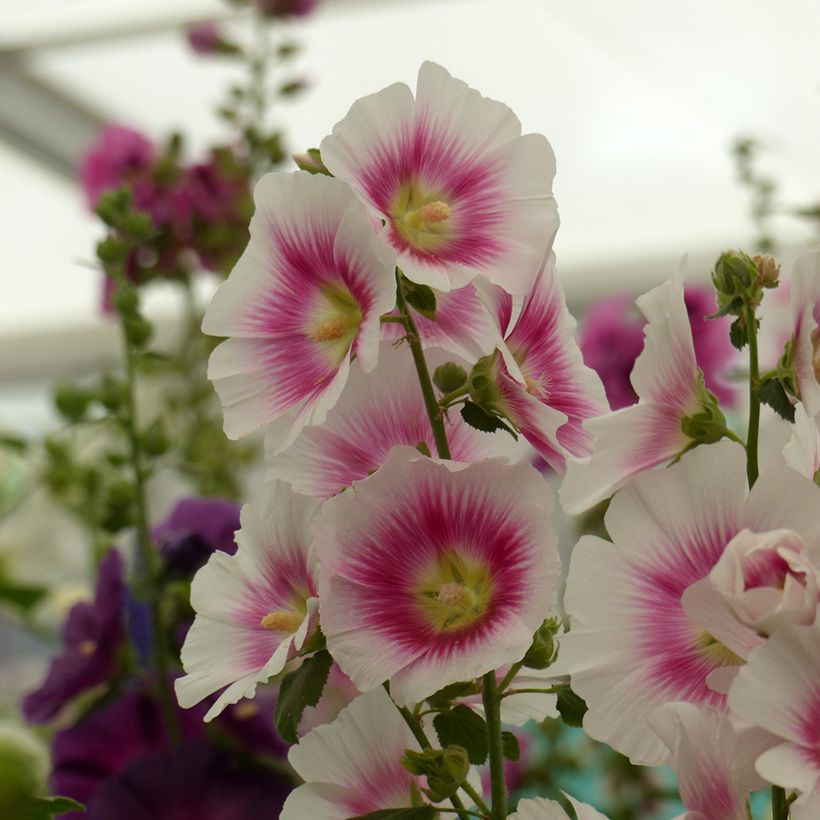 Alcea rosea  Halo Blush  (semi) - Malvarosa (Raccolta)