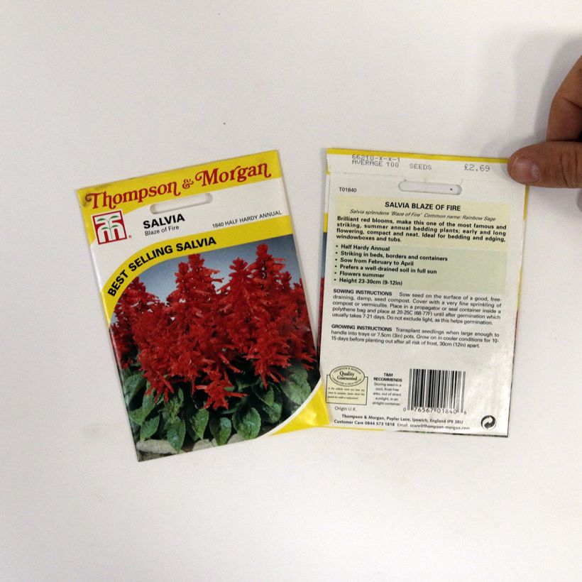Esempio di esemplare Salvia splendens Blaze Of Fire - Salvia rossa sacchetto di semi 100 (0,4g) come consegnato