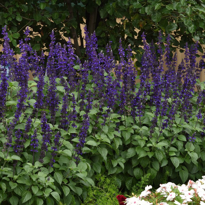 Salvia Big Blue (semi) (Porto)