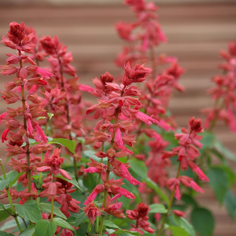 Salvia splendens Estella Coral (semi) - Salvia rossa (Fioritura)