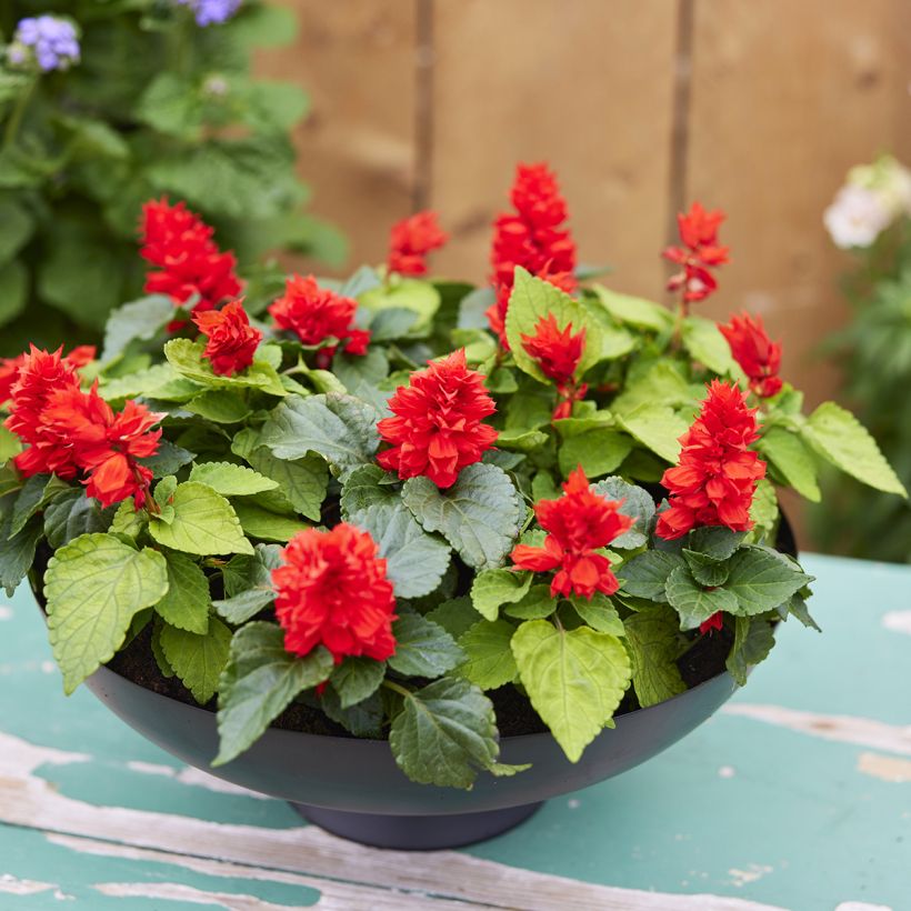 Salvia splendens Reddy Lime-leaved Red (semi) - Salvia rossa (Porto)