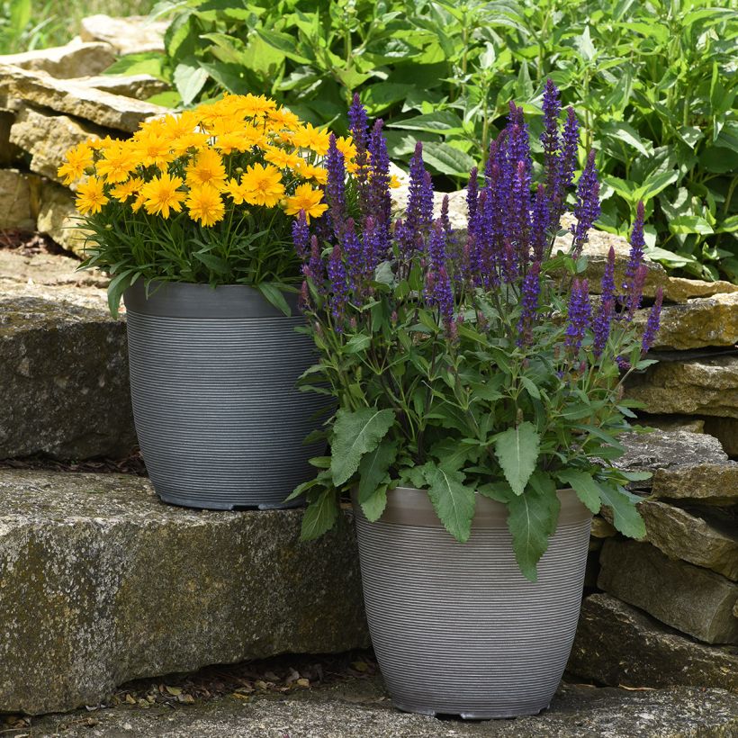 Salvia nemorosa Salvatore Blue (semi) (Porto)