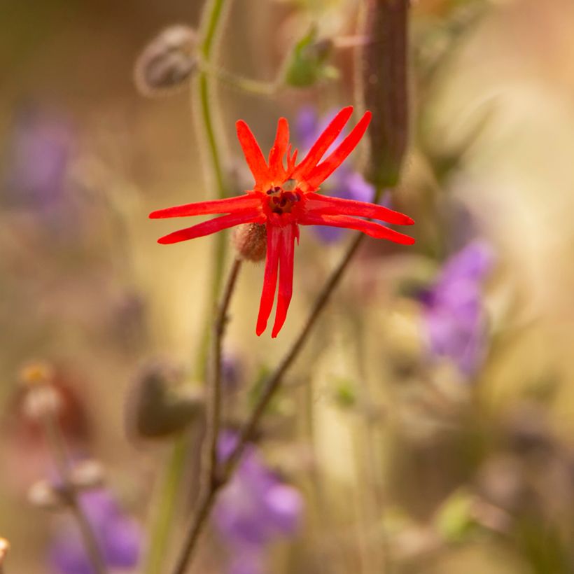 Silene laciniata Jack Flash (Fioritura)