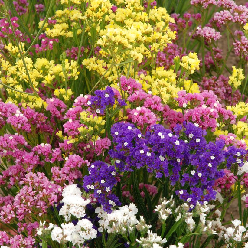 Limonium sinuatum Forever Rose - Statice (Porto)