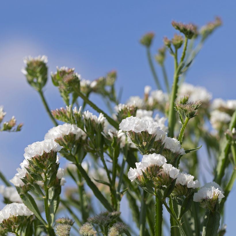 Limonium sinuatum Forever Silver - Statice (Fioritura)