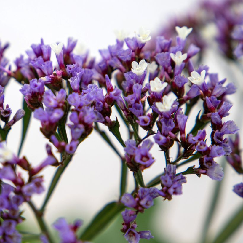 Limonium perezii Indie (semi) (Fioritura)