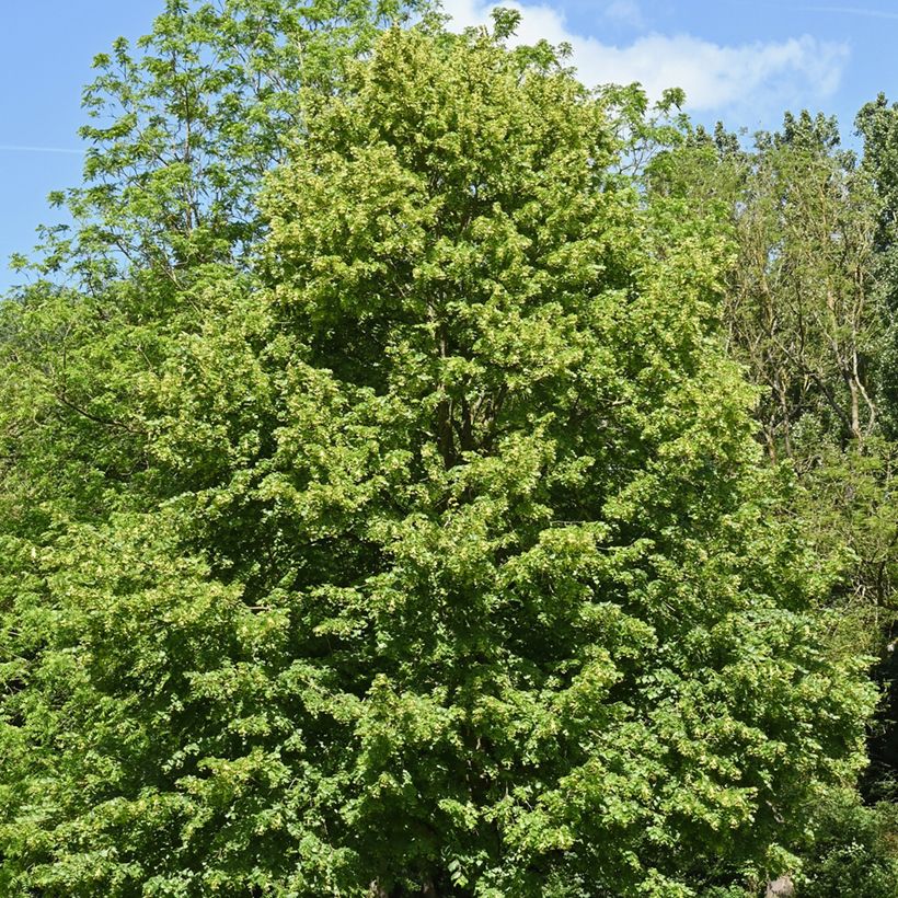 Tilia cordata - Tiglio selvatico (semi) (Porto)