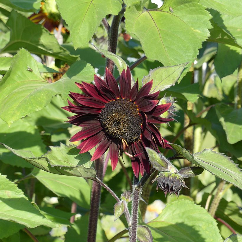 Girasole Velvet Queen (Fioritura)