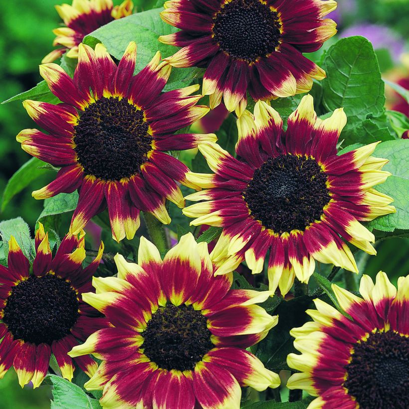 Girasole Florenza (semi) (Fioritura)