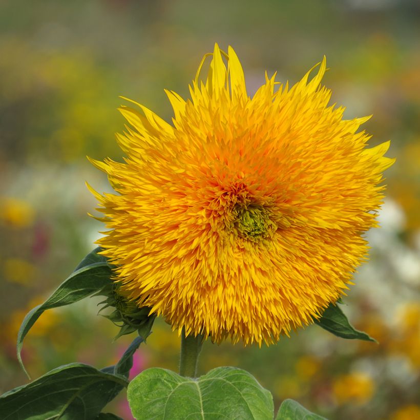 Girasole Sungold (semi) (Fioritura)