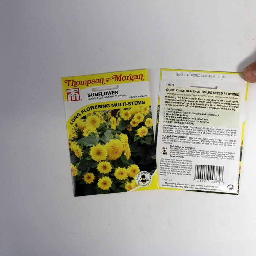 Esempio di esemplare Girasole Sunshots Golds Mixed sacchetto di semi 10 come consegnato