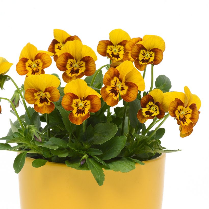 Viola cornuta Sorbet Honeybee (semi) (Porto)