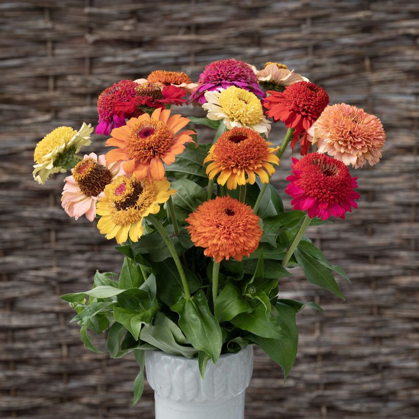 Zinnia Crestar! Mix (Fioritura)