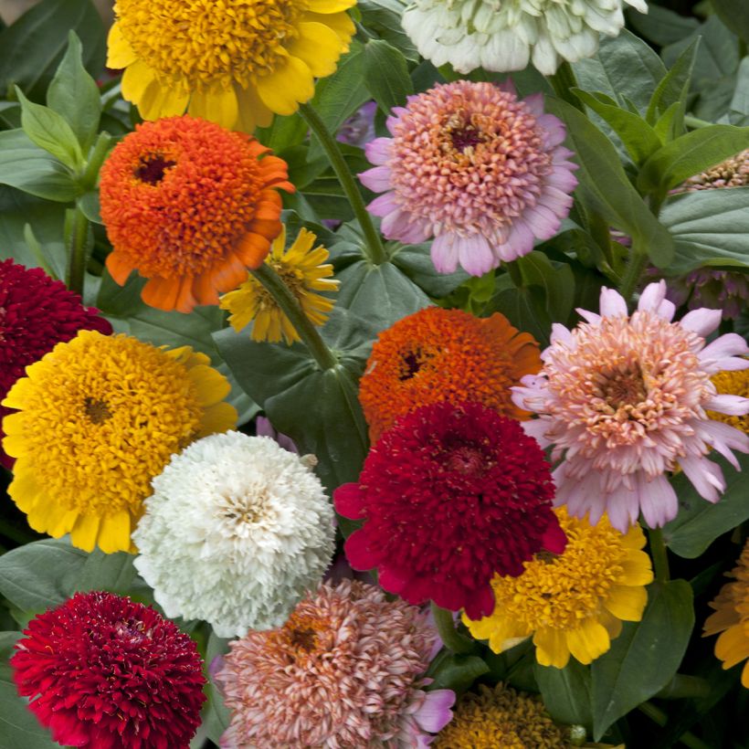 Zinnia elegans Cresto! Citrus Mixture (semi) (Fioritura)