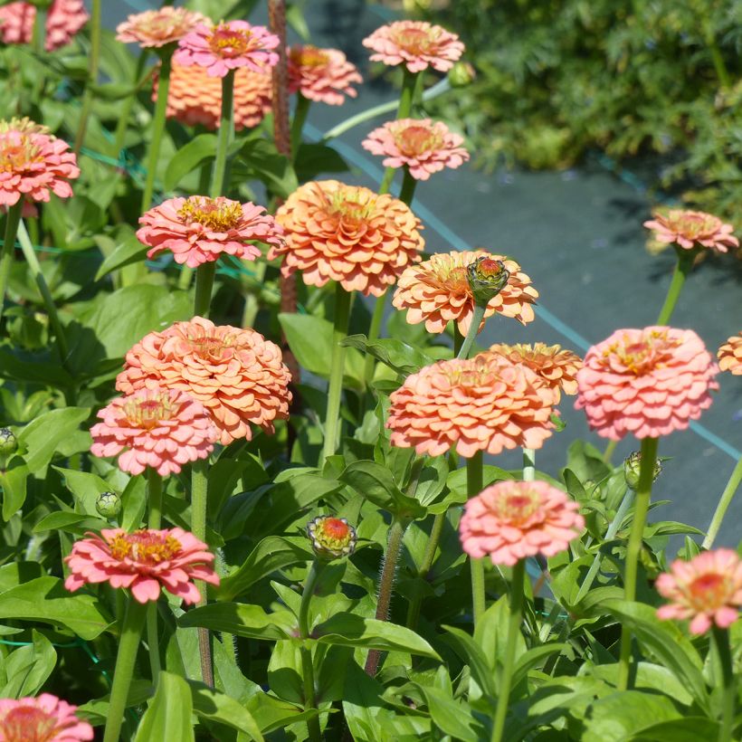Zinnia Lilliput Oklahoma Salmon (semi) (Fioritura)