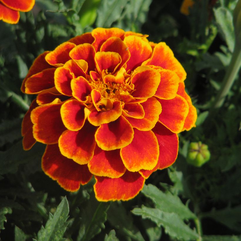Tagetes patula Reine Sophie BIO (semi) (Fioritura)