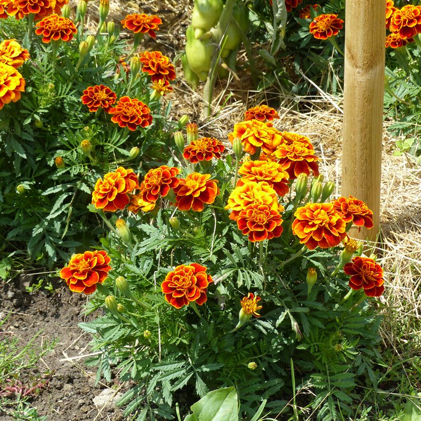 Tagetes patula Reine Sophie BIO (semi) (Porto)