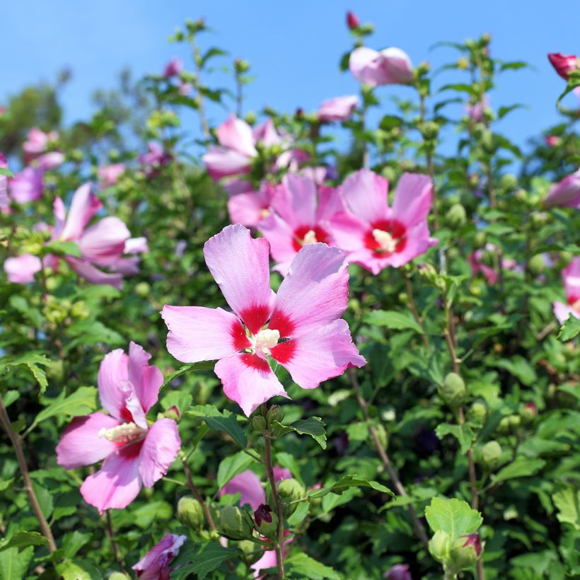Hibiscus syriacus - Ibisco (semi) (Fioritura)