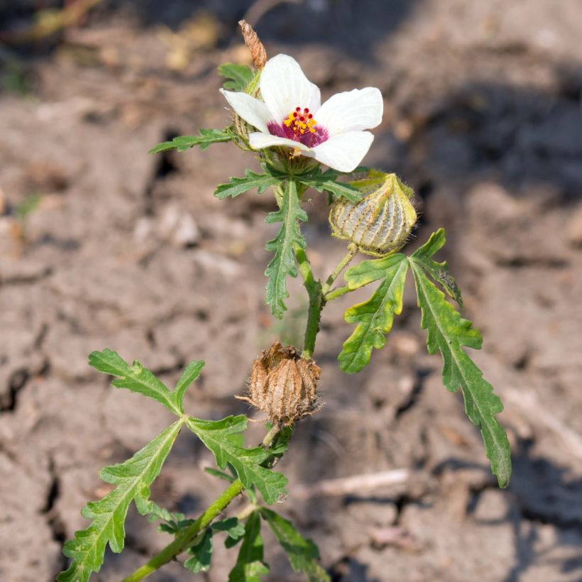 Hibiscus trionum (semi) - Ibisco vescicoso (Porto)