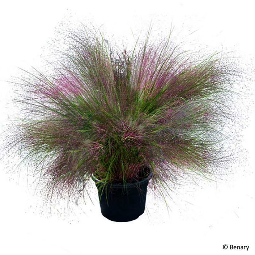 Muhlenbergia reverchonii Rosy (semi) (Porto)