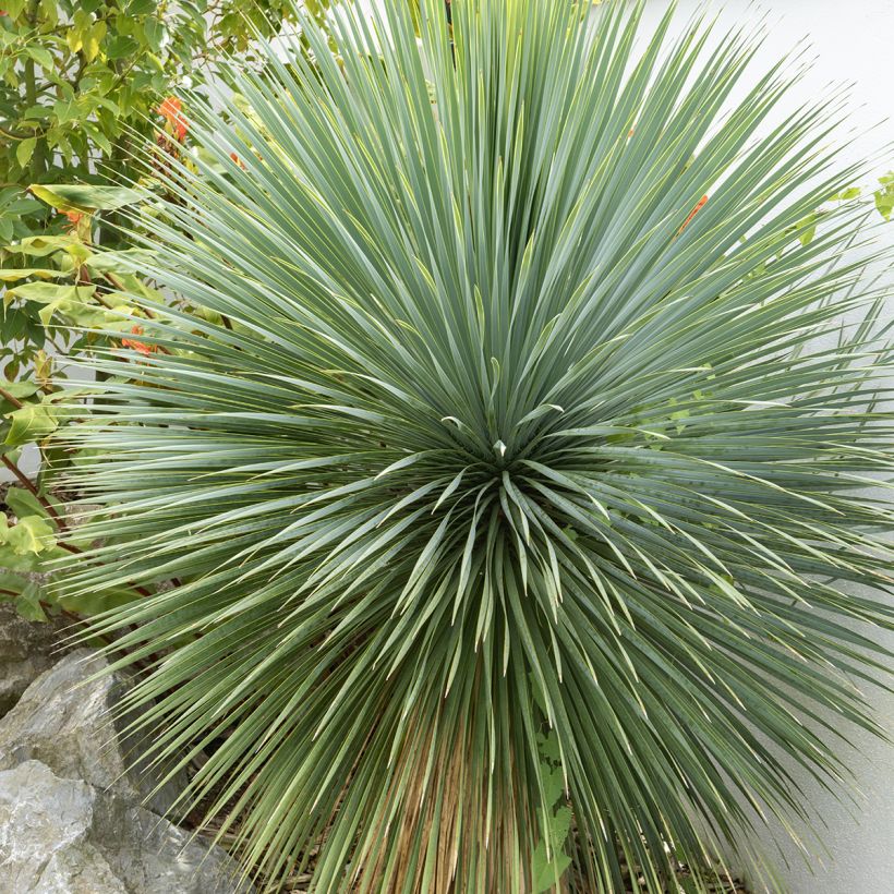 Yucca rostrata (semi) (Fogliame)