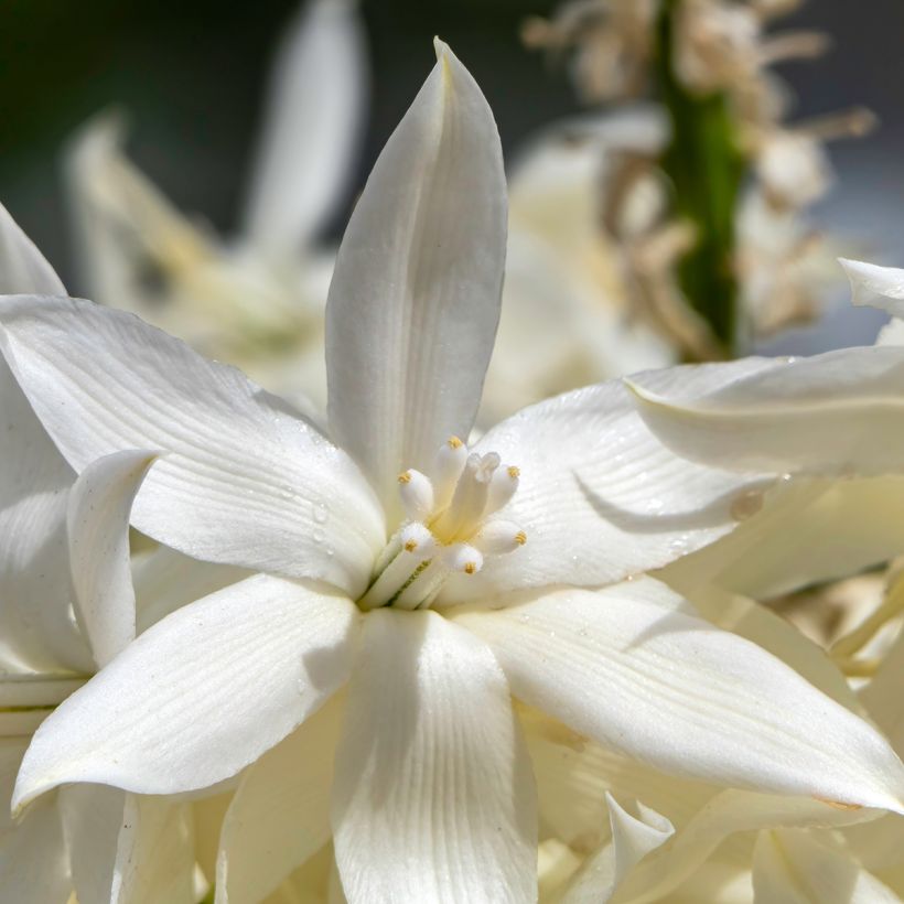Yucca rostrata (semi) (Fioritura)