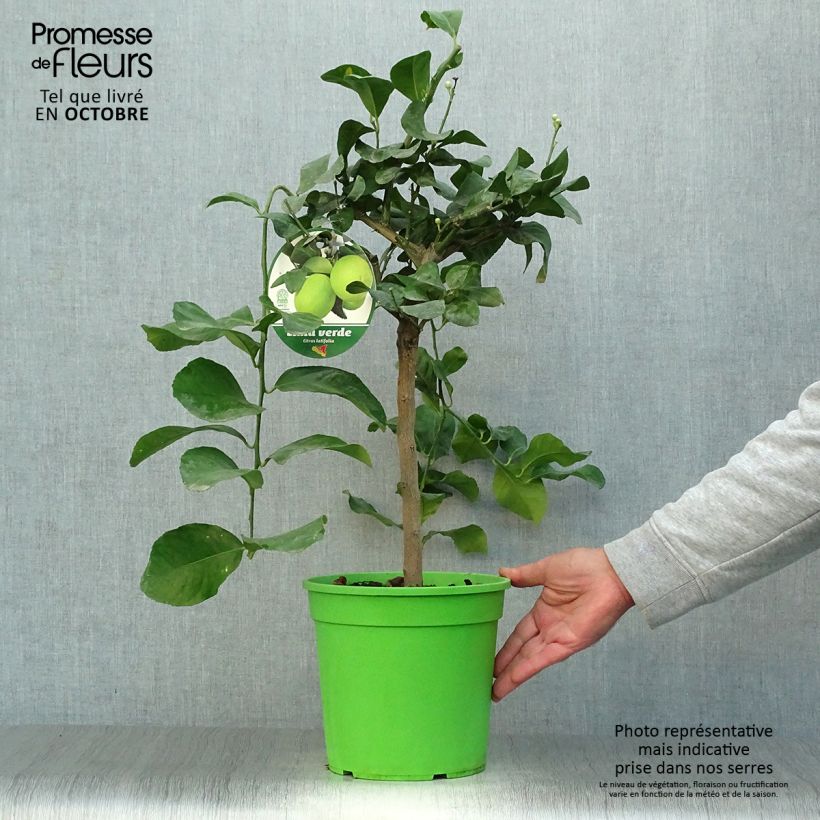 Esemplare di Citrus x latifolia - Lima verde Vaso da 4L/5L, Vaso impalcato basso come consegnato in autunno