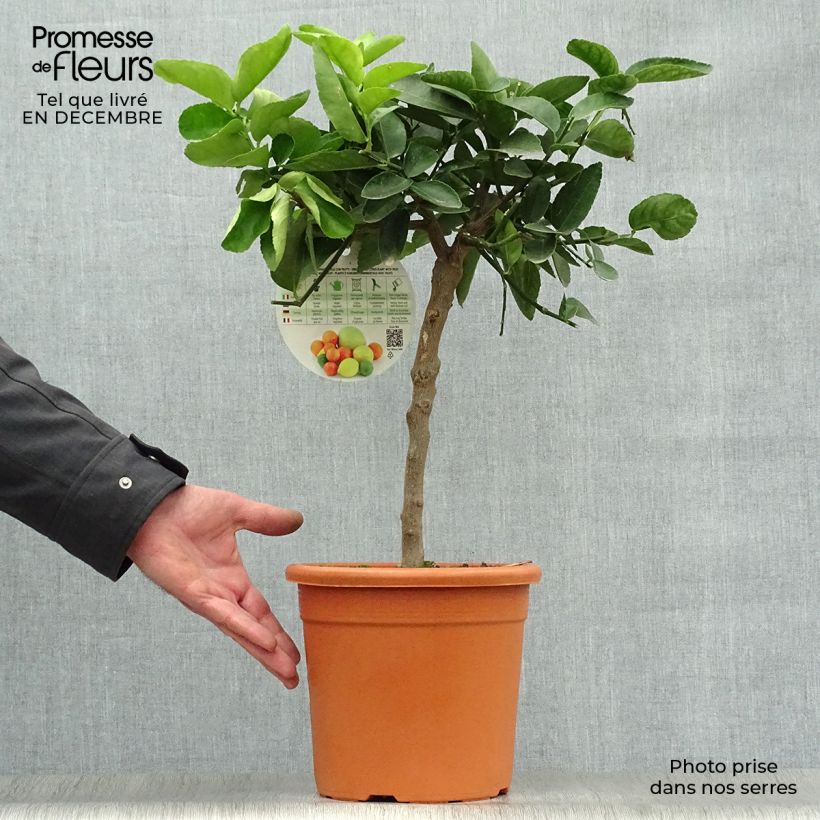 Citrus x latifolia - Lima verde Vaso da 4L/5L, Vaso impalcato basso esemplare consegnato in inverno