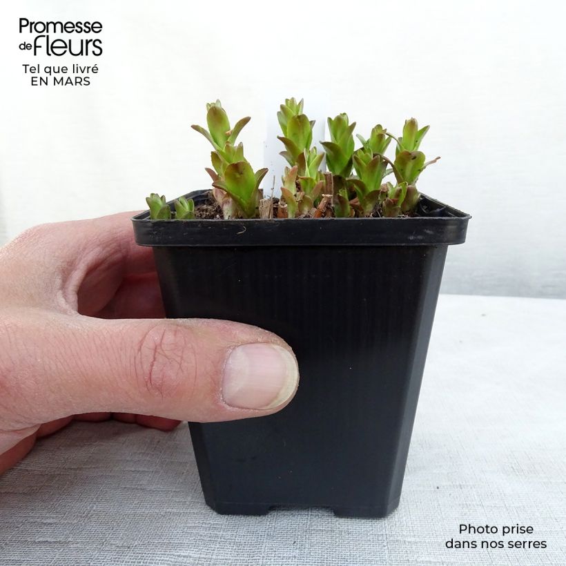 Gratiola officinalis - Graziella Vasetto da 8/9 cm esemplare consegnato in inverno