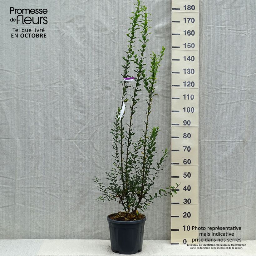 Esemplare di Punica granatum Noshi Shibari - Melograno Vaso da 7,5L/10L, A cespuglio come consegnato in autunno
