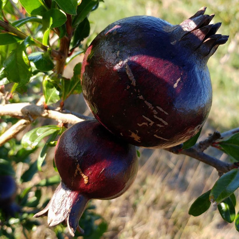 Punica granatum Asmar - Melograno (Raccolta)