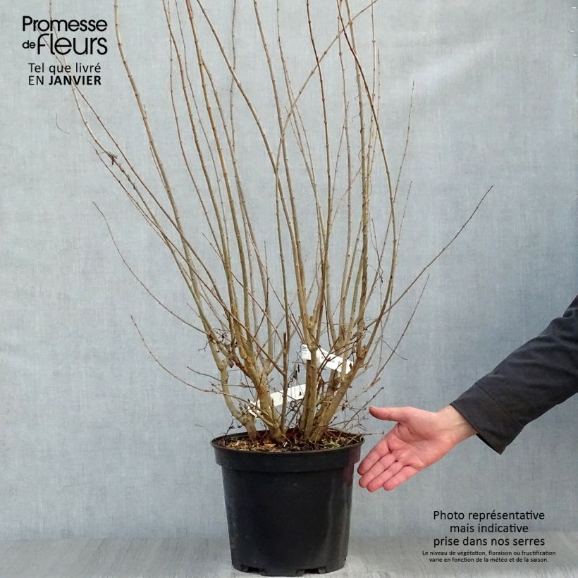 Melograno Plena - Punica granatum Vaso da 7,5L/10L esemplare consegnato in inverno