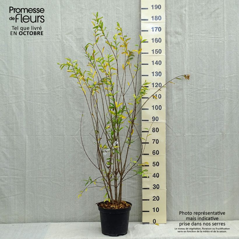 Esemplare di Melograno Plena - Punica granatum Vaso da 7,5L/10L come consegnato in autunno