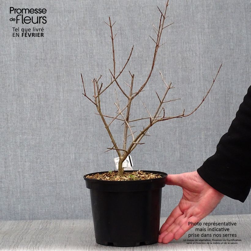 Melograno Fina Tendral - Punica granatum Vaso da 2L/3L, A cespuglio esemplare consegnato in inverno