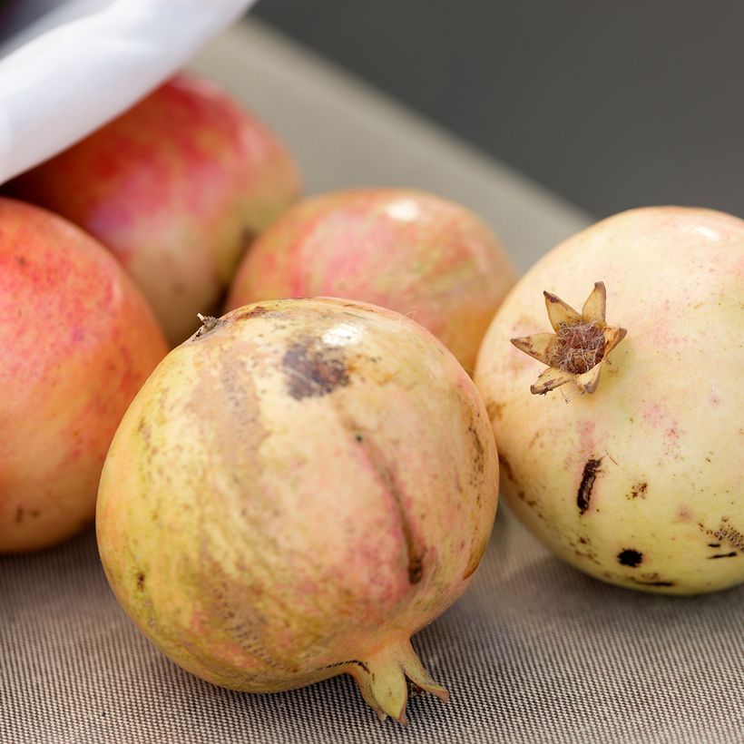 Melograno Mollar de Elche - Punica granatum (Raccolta)