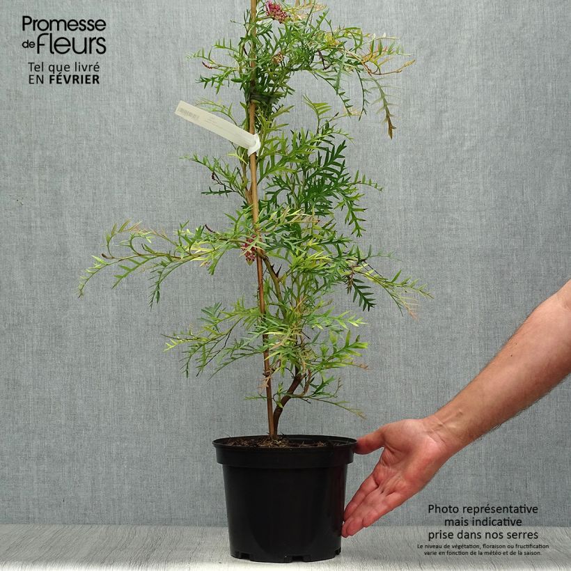 Esemplare di Grevillea Bronze Rambler Vaso da 4L/5L come consegnato in autunno