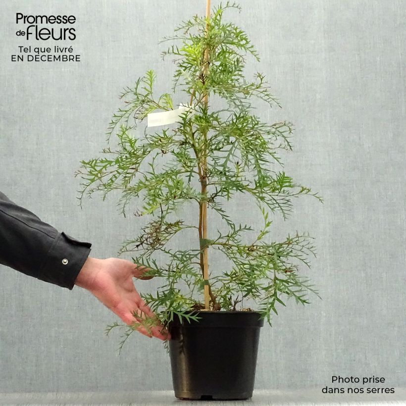 Grevillea Bronze Rambler Vaso da 4L/5L esemplare consegnato in inverno