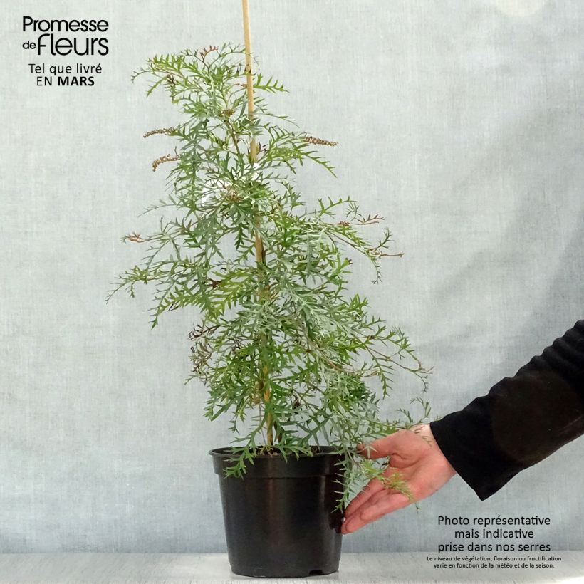 Grevillea Bronze Rambler Vaso da 4L/5L esemplare consegnato in primavera