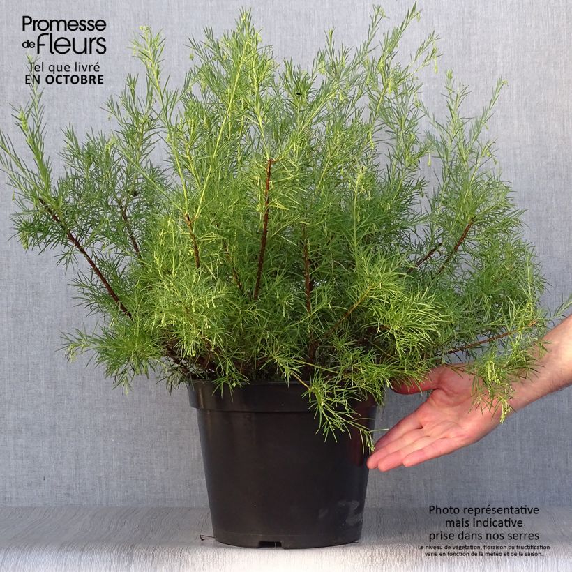Esemplare di Grevillea gracilis Alba Vaso da 7,5L/10L come consegnato in autunno