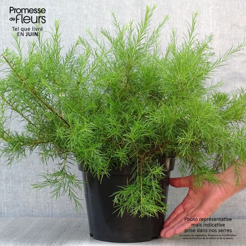 Esemplare di Grevillea gracilis Alba Vaso da 7,5L/10L consegnato in estate
