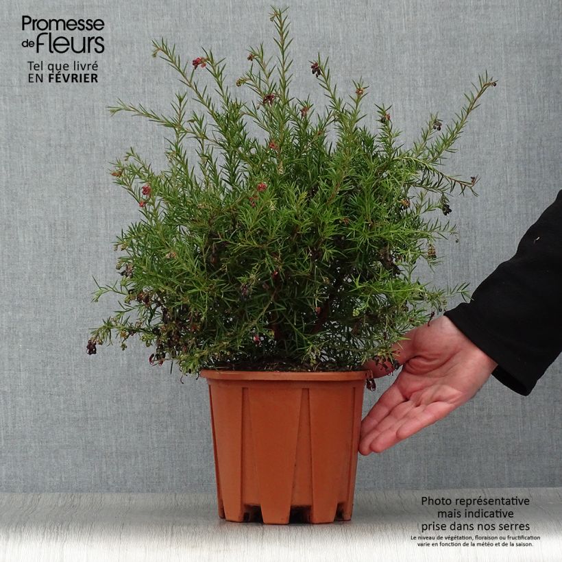 Grevillea gracilis Clearview David Vaso da 2L/3L esemplare consegnato in inverno