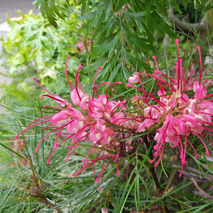 Grevillea johnsonii (Fioritura)