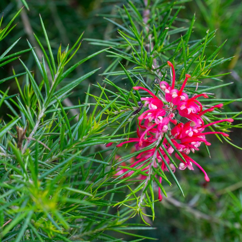 Grevillea Canberra Gem (Fioritura)