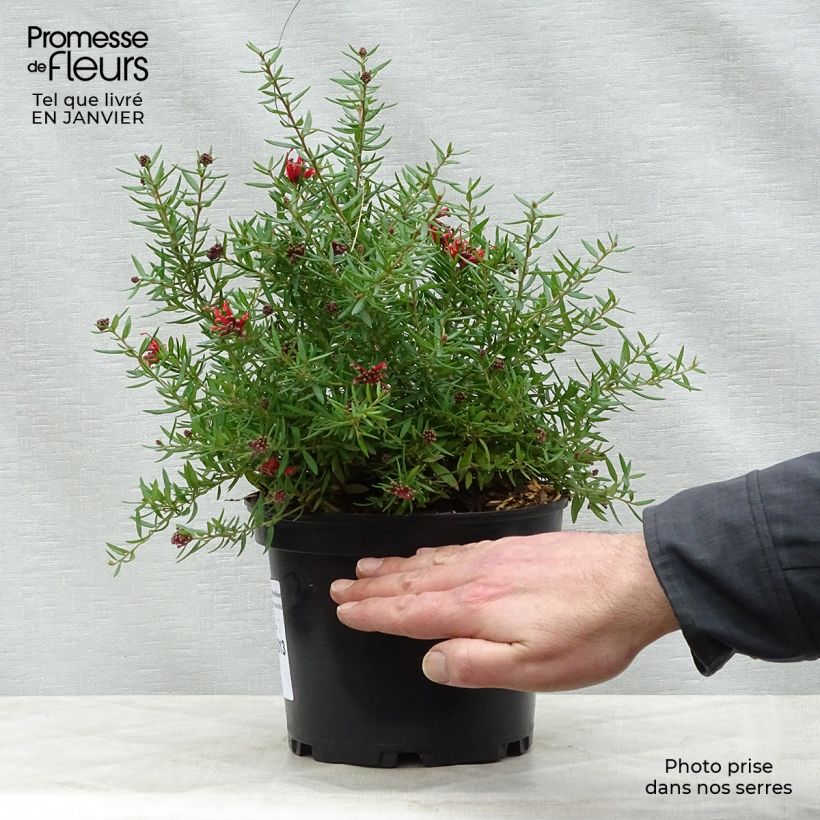 Grevillea juniperina New Blood Vaso da 2L/3L esemplare consegnato in inverno